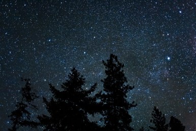 trees  silhouetted by the night sky,