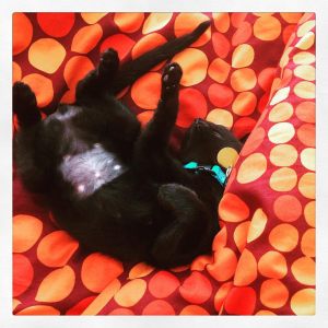 20792165926_dc38905bb0_b